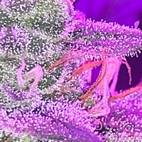 Sadie growlog timeline photo