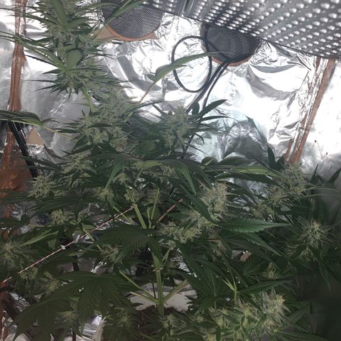 Sadie growlog timeline photo
