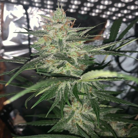 Sadie growlog timeline photo