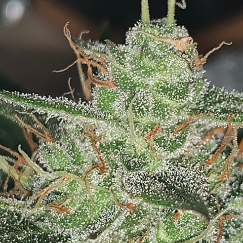 Sadie growlog timeline photo