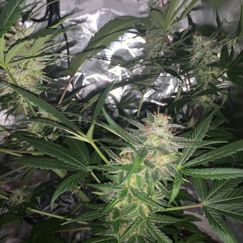 Sadie growlog timeline photo