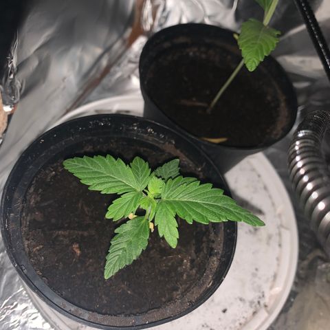 Brata Kauc growlog timeline photo