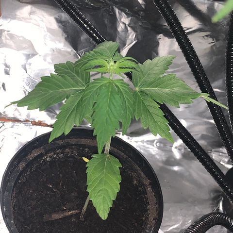 Brata Kauc growlog timeline photo