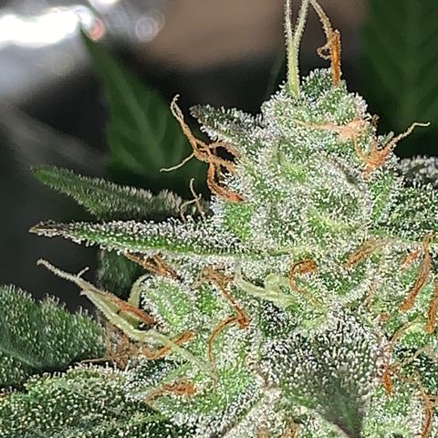 Sadie growlog timeline photo