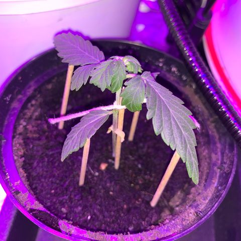 Brata Kauc growlog timeline photo