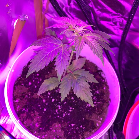 Brata Kauc growlog timeline photo