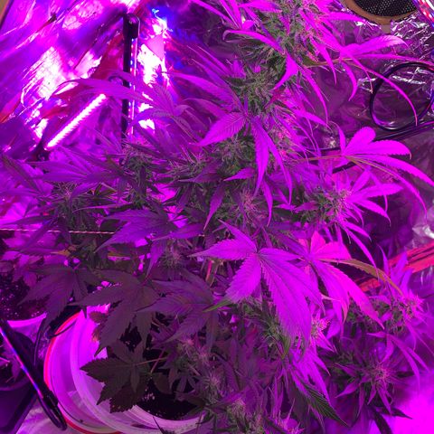 Sadie growlog timeline photo