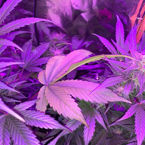 Sadie growlog timeline photo