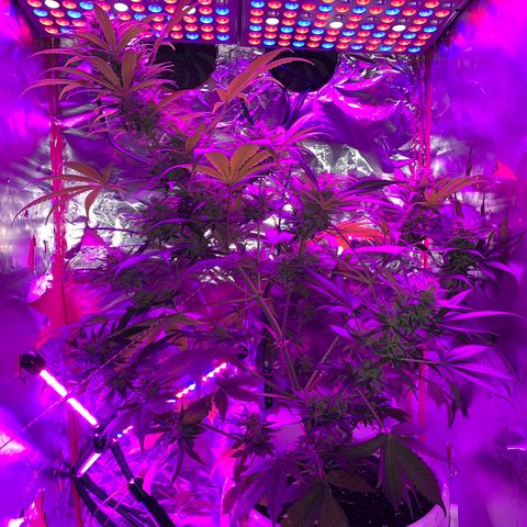 Sadie growlog timeline photo