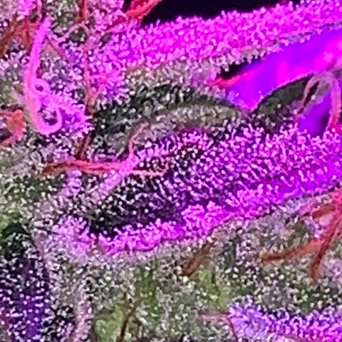 Sadie growlog timeline photo