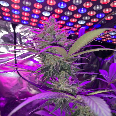 Sadie growlog timeline photo