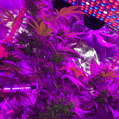 Sadie growlog timeline photo