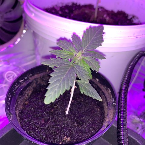 Brata Kauc growlog timeline photo