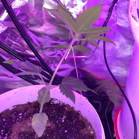 Brata Kauc growlog timeline photo