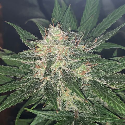 Sadie growlog timeline photo