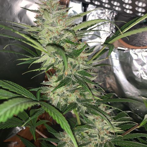Sadie growlog timeline photo
