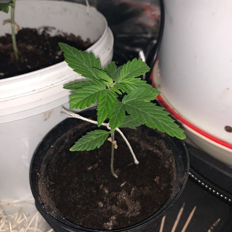 Brata Kauc growlog timeline photo