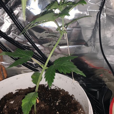 Brata Kauc growlog timeline photo