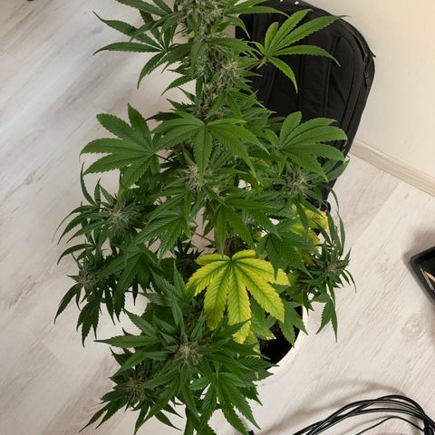Sadie growlog timeline photo