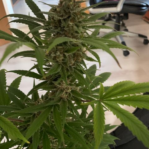 Sadie growlog timeline photo