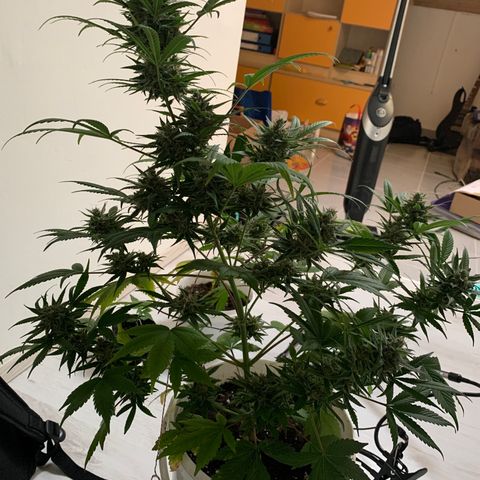 Sadie growlog timeline photo