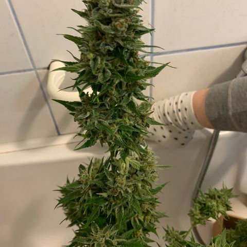 Sadie growlog timeline photo