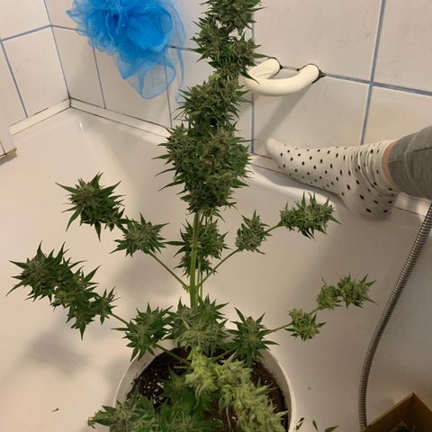 Sadie growlog timeline photo