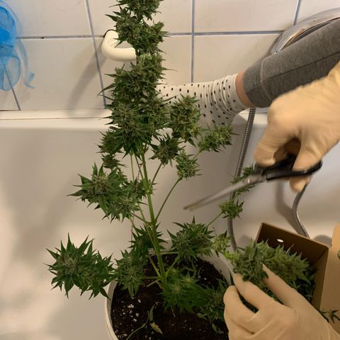 Sadie growlog timeline photo