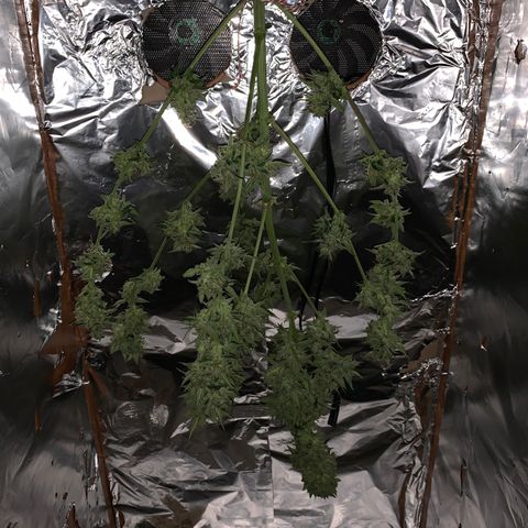 Sadie growlog timeline photo