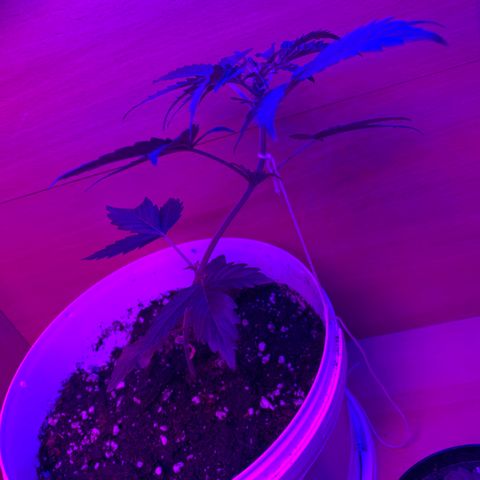 Brata Kauc growlog timeline photo
