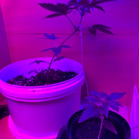 Brata Kauc growlog timeline photo