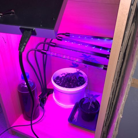 Brata Kauc growlog timeline photo