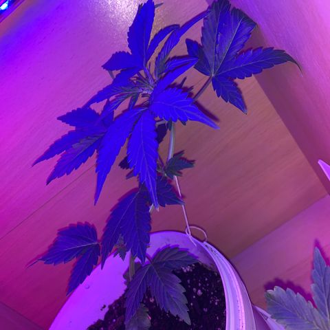 Brata Kauc growlog timeline photo