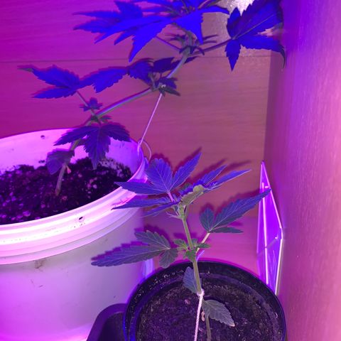 Brata Kauc growlog timeline photo