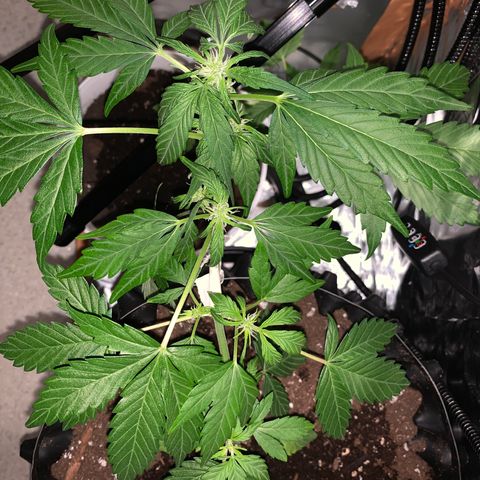 Brata Kauc growlog timeline photo
