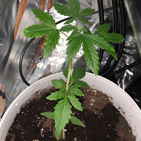 Brata Kauc growlog timeline photo