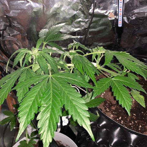 Brata Kauc growlog timeline photo