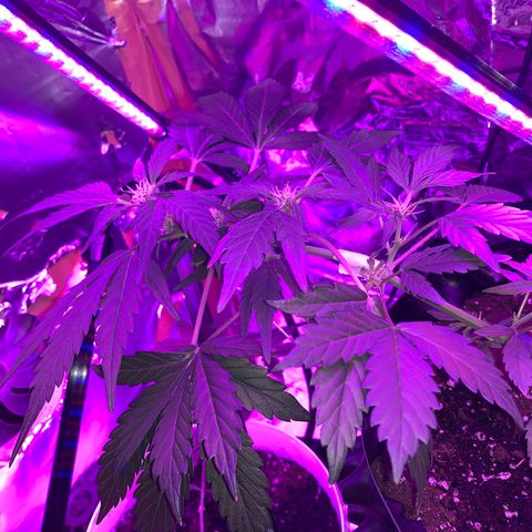 Brata Kauc growlog timeline photo