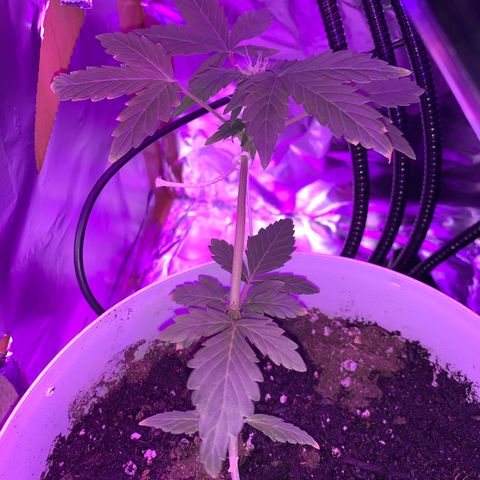 Brata Kauc growlog timeline photo