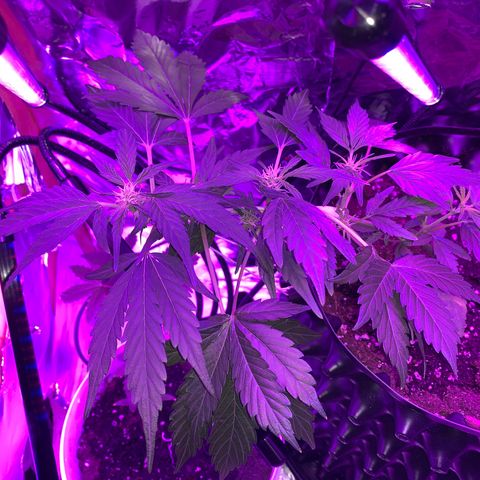 Brata Kauc growlog timeline photo