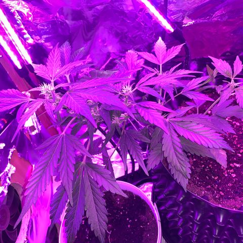 Brata Kauc growlog timeline photo