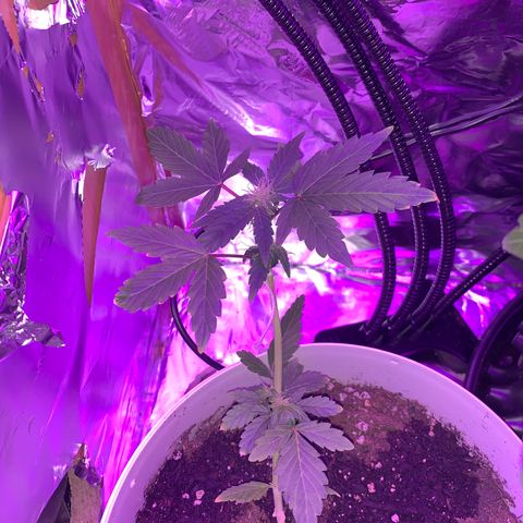 Brata Kauc growlog timeline photo