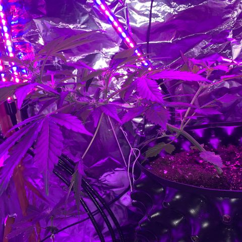 Brata Kauc growlog timeline photo