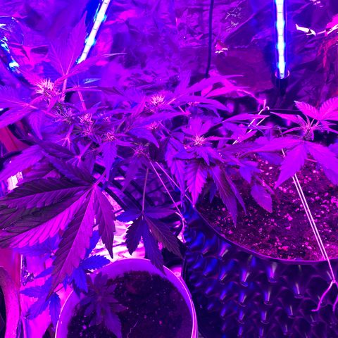 Brata Kauc growlog timeline photo