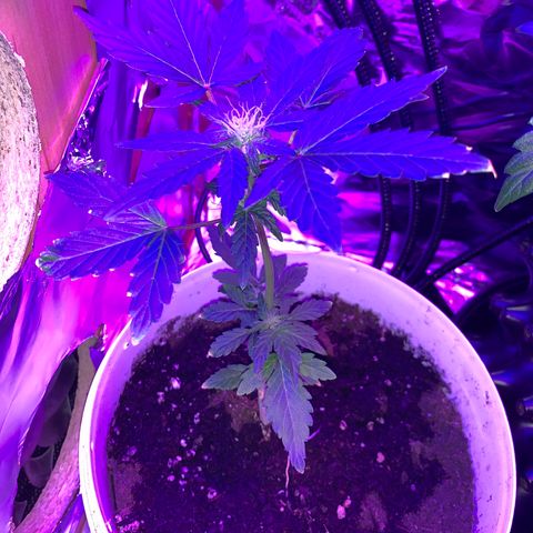 Brata Kauc growlog timeline photo