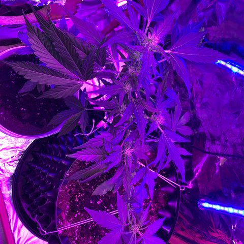 Brata Kauc growlog timeline photo