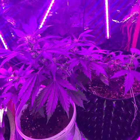 Brata Kauc growlog timeline photo
