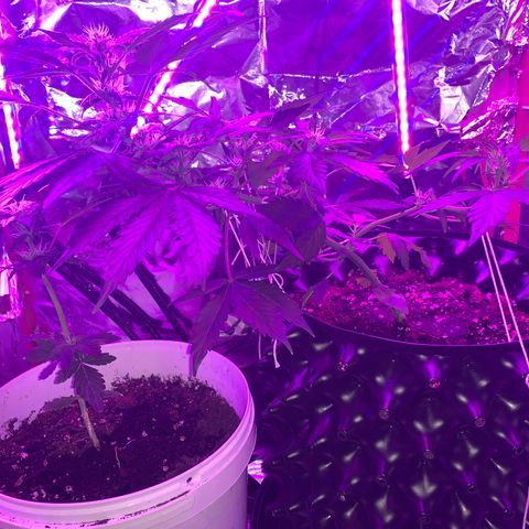 Brata Kauc growlog timeline photo