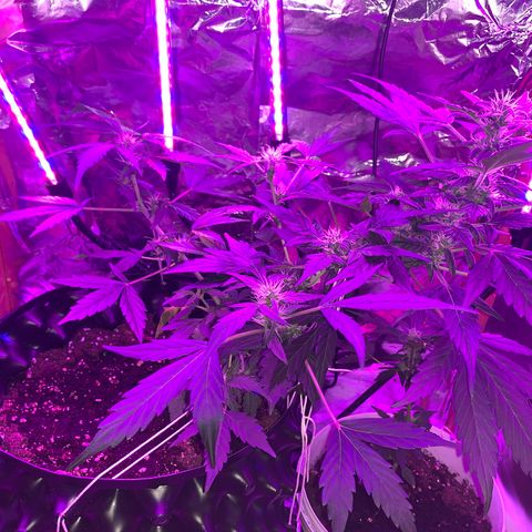 Brata Kauc growlog timeline photo
