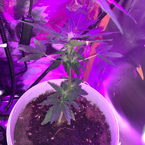 Brata Kauc growlog timeline photo